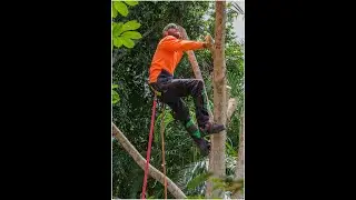 Tim Up A Tree