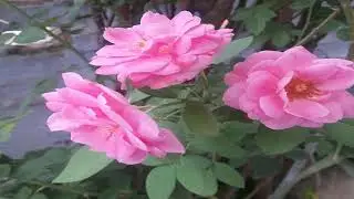 Rose Day Images Wishes Quotes 7th February 2020