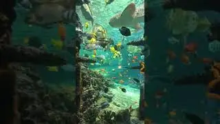 Les poisson tropicaux 😍
