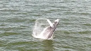 Humpback Whale - First contact - Fire Island