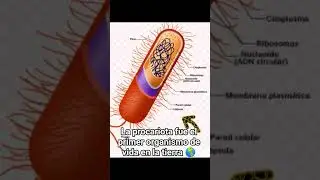 parte 1 procariota