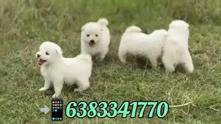 Pomeranian puppies for sale in /chennai/Kovilpatti/tirunelveli/nagercoil/kerala/palani/Trichy#pets
