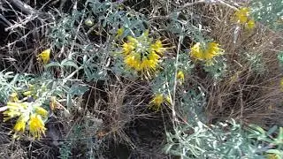 1/24/21: Bladderpod (Peritoma arborea) in Bloom- Seaview Park (Laguna Niguel, Ca)