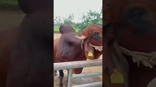 Gow mata#goumata #animals #cow #shorts #cowshorts #viral #trending