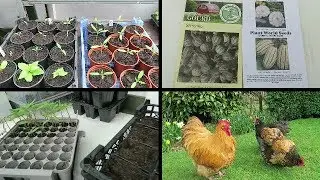 Castle Hill Garden   Garden update    Setting Squash And Gourds