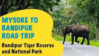 Mysore to bandipur road trip | Bandipur forest drive