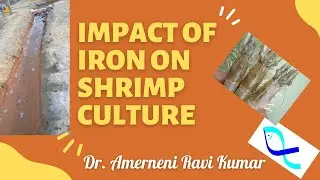 How To Detect And Remove Iron  From Bore water ?