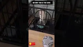 Dog Pees While Standing Up🤭