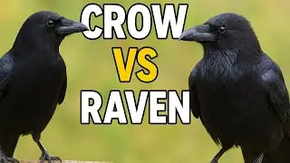 Crow vs Raven How to Tell Them Apart