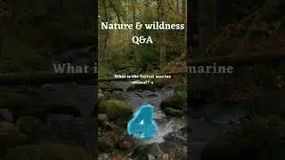What is the fastest Marine animal? #nature #shorts