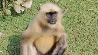 Hanuman monkey video part-119# hanuman​ #status​ #shriram​ #trending​  #shorts​ #shortfeed​ #2025​