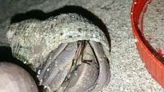 Hermit crab chirping.
