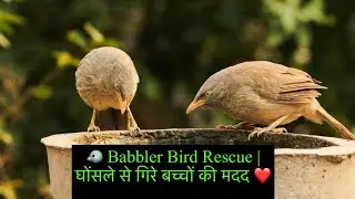 🐦 Babbler Bird Rescue | Helping Babbles Fall From Their Nests ❤️.|| @pakshiyonkisewainformationvlogs