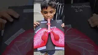 Easy Lungs Model For Kids ! Science Project ! Toddler !School Activities ! Project