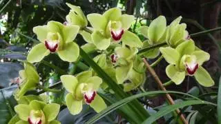 Il Magico Mondo delle Piante - Orchidea Cymbidium