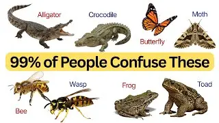 50 Commonly Confused English Words | Clear Differences Explained