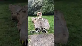 ✨My dogs different moods✨ | #dog #cute #funny #chico