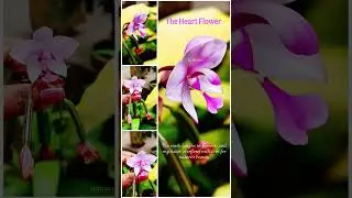 #Heartflower #rareflower
