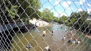 BEAUTY AND GRIT:  The Salamanders of Barton Springs