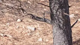 Now that the Elk Fire is mostly contained, the damage is visible across the mountains