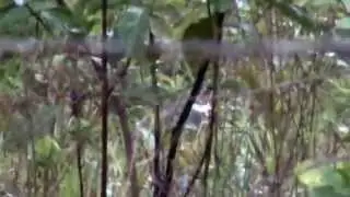 Rusty-margined Guan: Wild Couple Escaping with Their Chick! Jacupemba, Penelope superciliaris