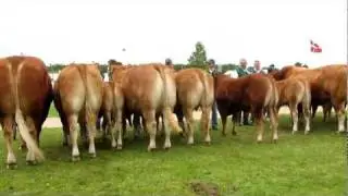 Limousiner på Landsskuet 2011 - Ærespræmiekonkurrence
