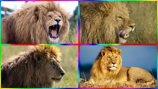 FUNNY LIONS. COFFIN DANCE. TILES HOP EDM RUSH