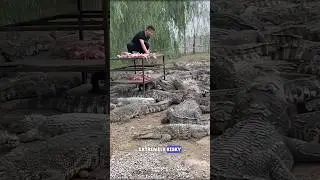 Crocodile Farming #science #sciencefacts