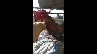 rooster morning crowing | Local bhale #rooster #crowingrooster  #shorts