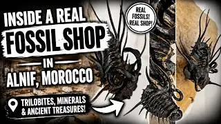 Inside a Real Fossil Shop in Alnif, Morocco 🦖 | Discover Rare Trilobites & More!