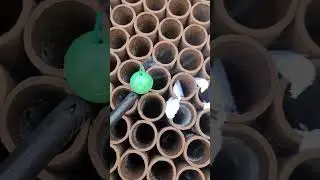 crackling Ball in empty #firework case