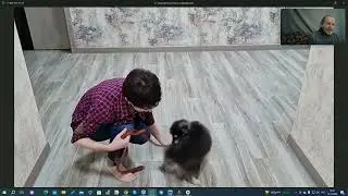 Дрессировка онлайн, новый проект