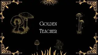Golden Teacher