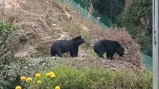 #darjeeling  #zoo #pnhzp
