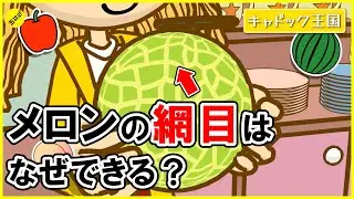 【親子で楽しめる！】メロンの網目は ”カサブタ” だった！？【アニメキャドック王国】