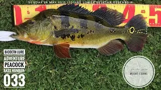 The Mat Rock Angler Chronicles Episode #18: Ramadhan Fishing [PEACOCK BASS SINGAPORE]