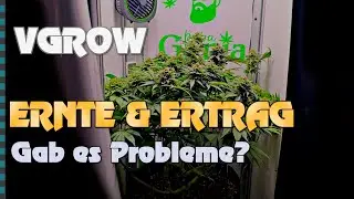 🍁 Mit 100 Watt auf 40x40 cm Cannabis anbauen 🍁 Bl&uuml;tephase, Ernte & Ertrag? We grow - V-GROW  Vivosun