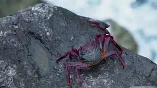 Crab - One Of The Most Dangerous Ocean Creatures