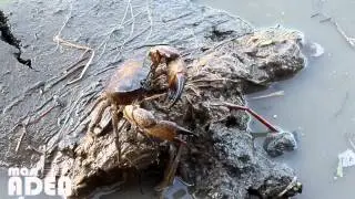 Freshwater Crab - Parathelphusa convexa
