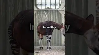 Discover Amazing Facts About the Okapi! 🦒