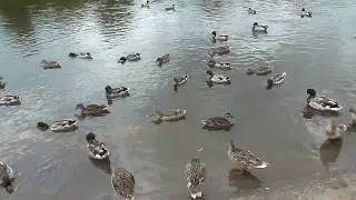 Female and Male Mallards at Arley by Simbird Birder