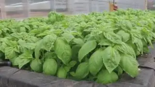 Central Greens Organic Farm PKG | Focal Point News
