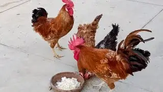 BTS - Happy roosters & hen enjoying eating rice 🍚🐓 🐔 #birds #beyond #world