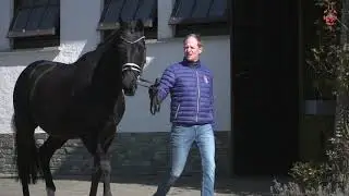 Painted Black (Gribaldi x Ferro) - Hengstkollektion 2021