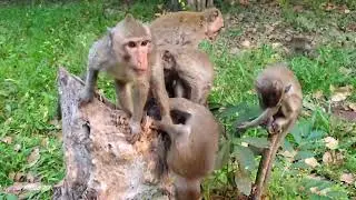 Video about the real life of all monkeys in Mahanokor
