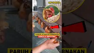 Pemotong Paruh Ayam Di Peternakan | INFOPEDIA