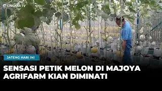 WISATA PETIK MELON MAJOYA AGRIFARM PATI, BIKIN PENGUNJUNG KETAGIHAN!