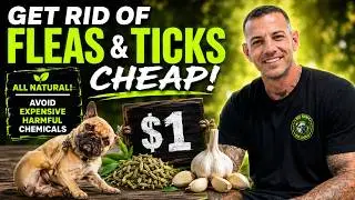 Cheapest Heart Worm + Flea & Tick Prevention! ONLY $1 a MONTH!