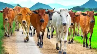 Puluhan sapi lembu jinak di desa bergerombolan di jalan lereng pegunungan menuju padang hutan hijau