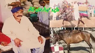 Abdul Rehman Detho Stud farm in Sindh / وڏيرو عبدالرحمان ڏيٿو